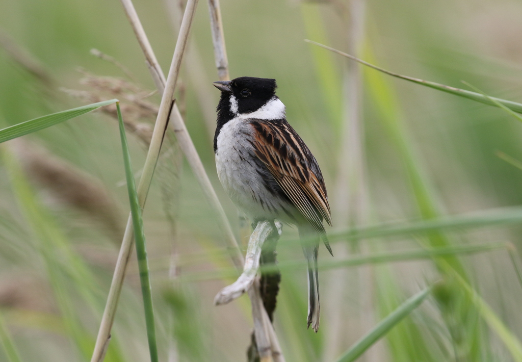 Reed Bunting