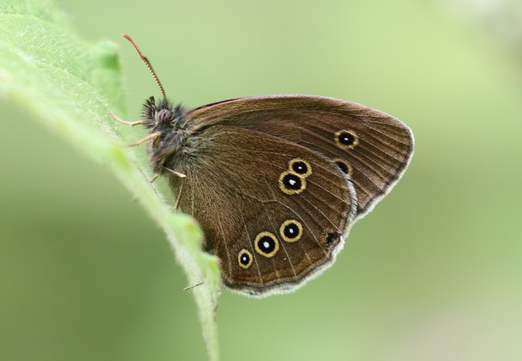 Ringlet