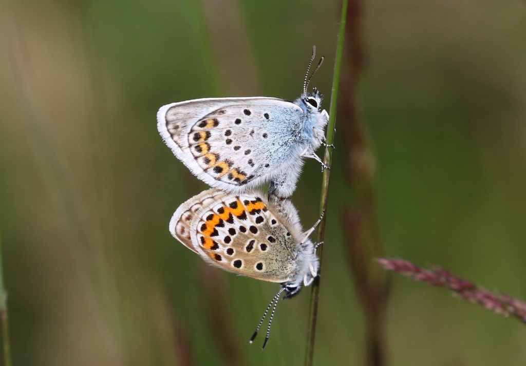 SIlver-studded Blue