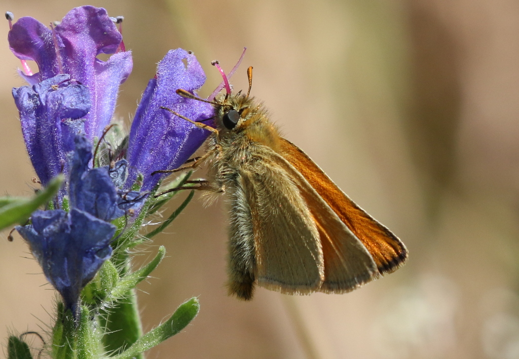 Small Skipper