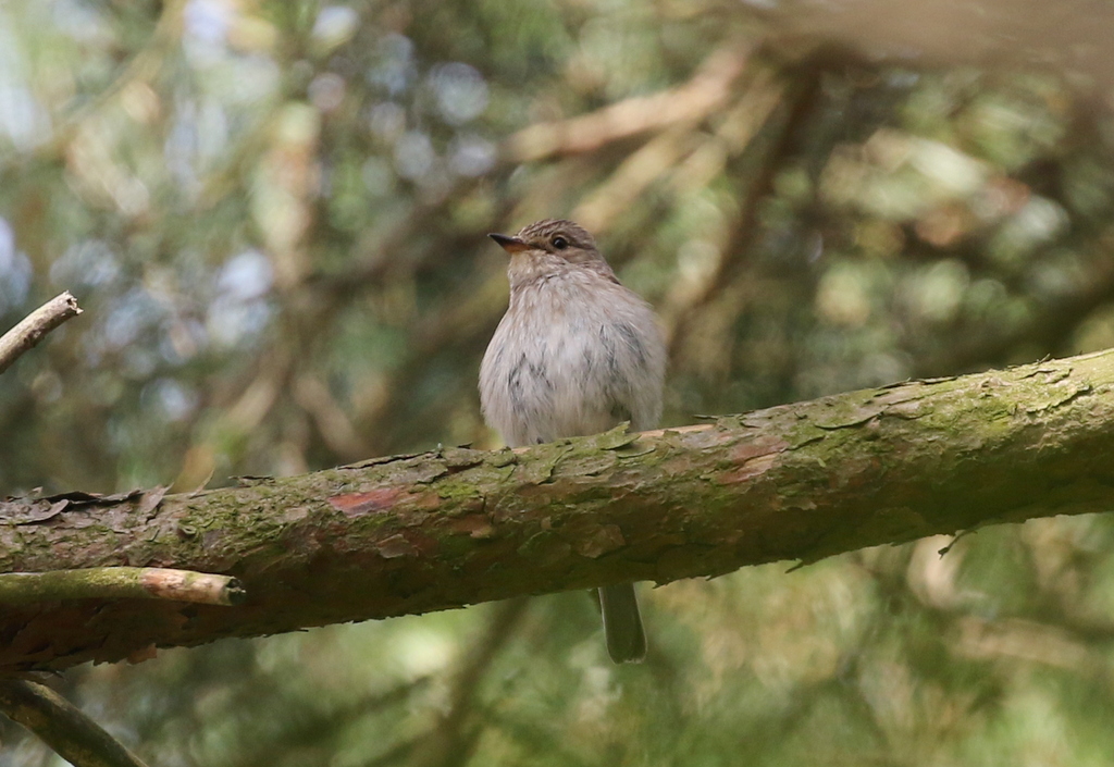 Spotted Flycatcher