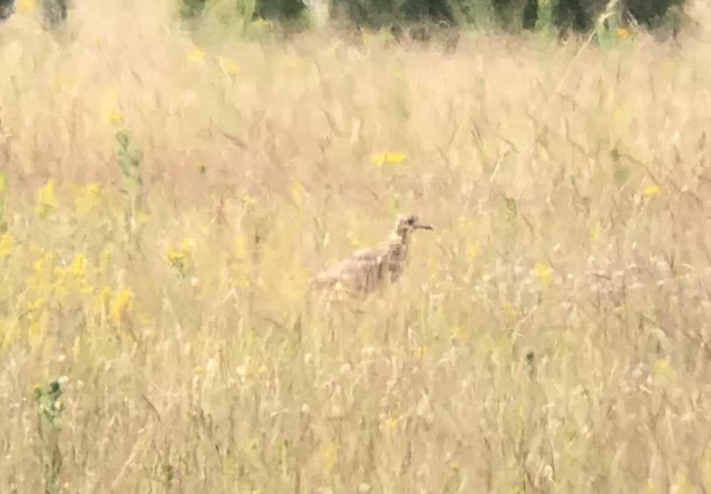 Stone Curlew