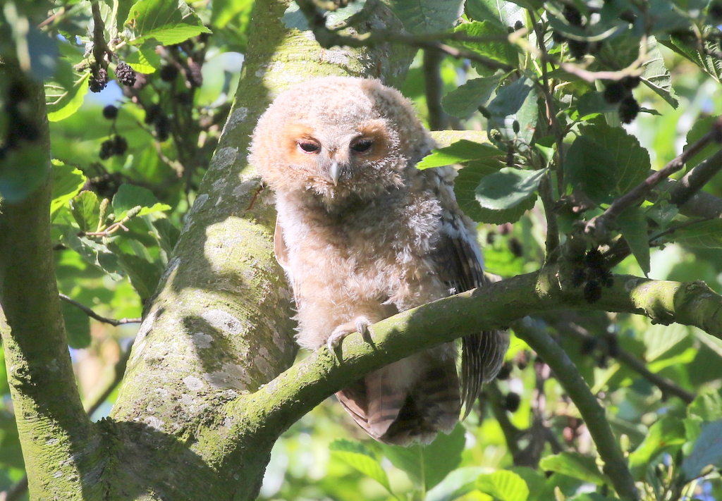 Tawny Owl 3