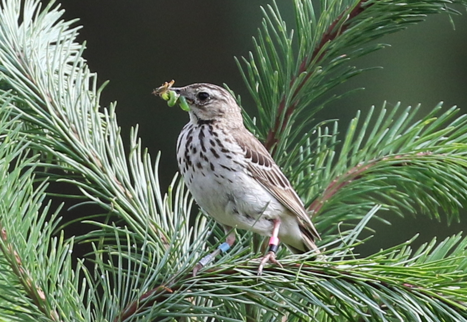 Tree Pipit