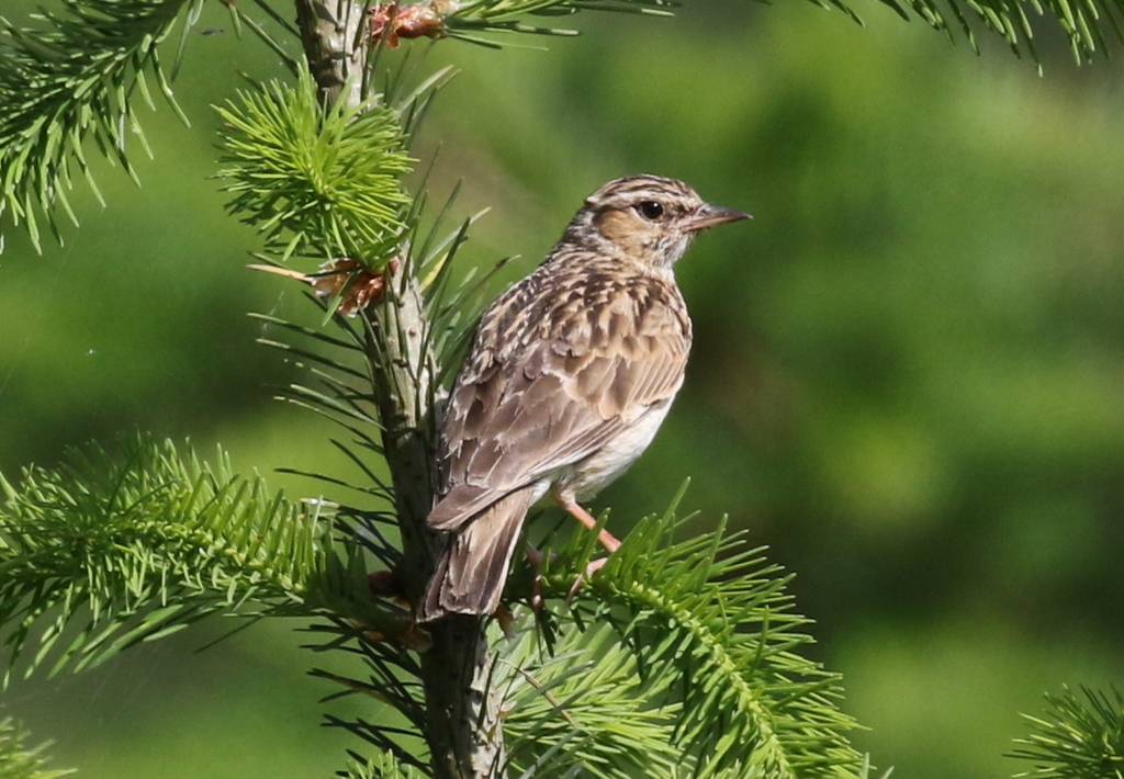 Woodlark