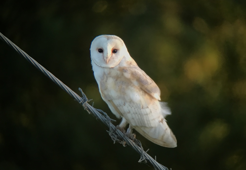 Barn Owl 1