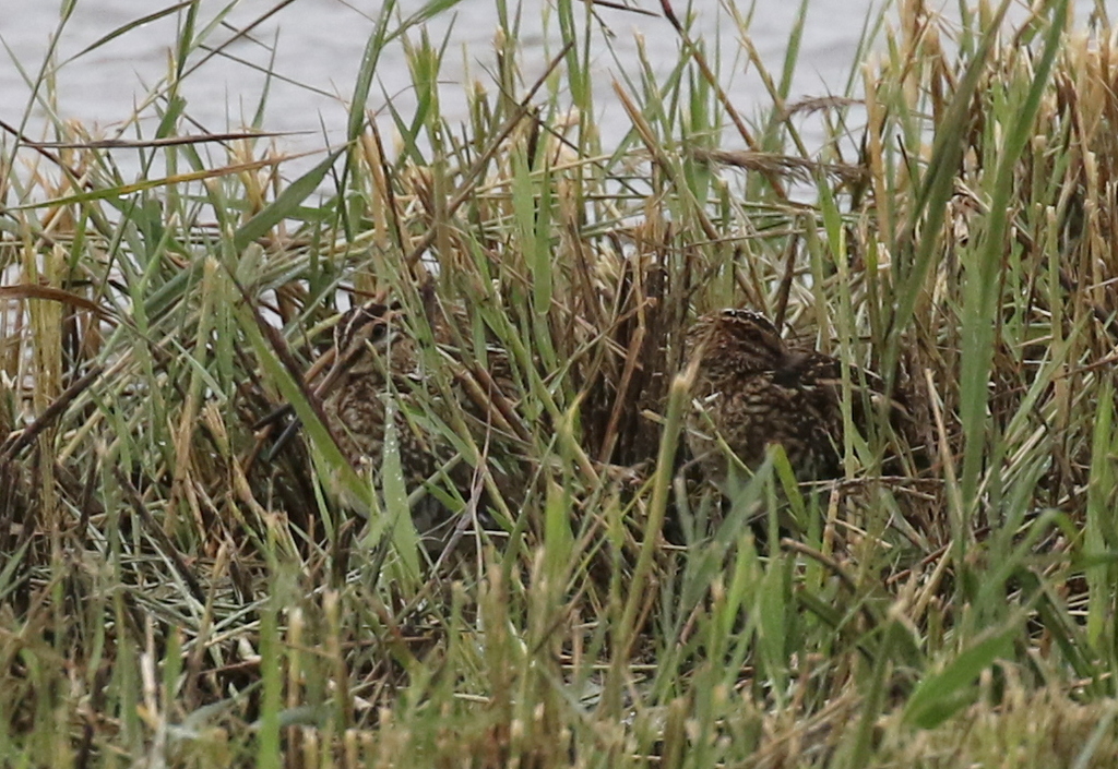 Common Snipe