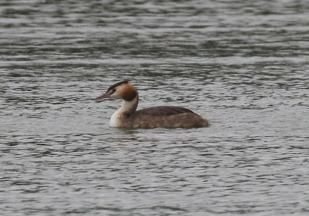 Great Crested Grebe