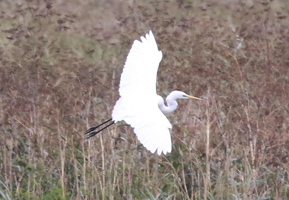 Great White Egret