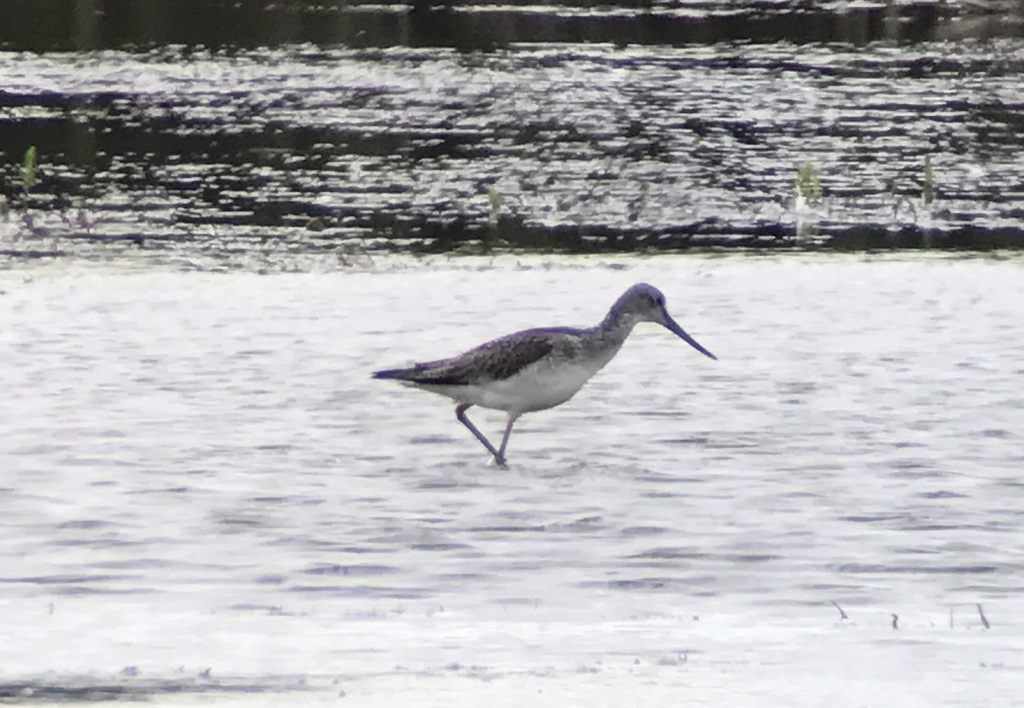 Greenshank