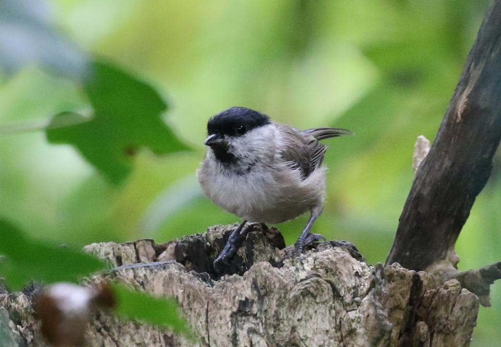 Marsh Tit