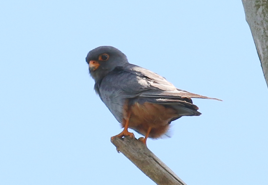 Red-footed Falcon 1