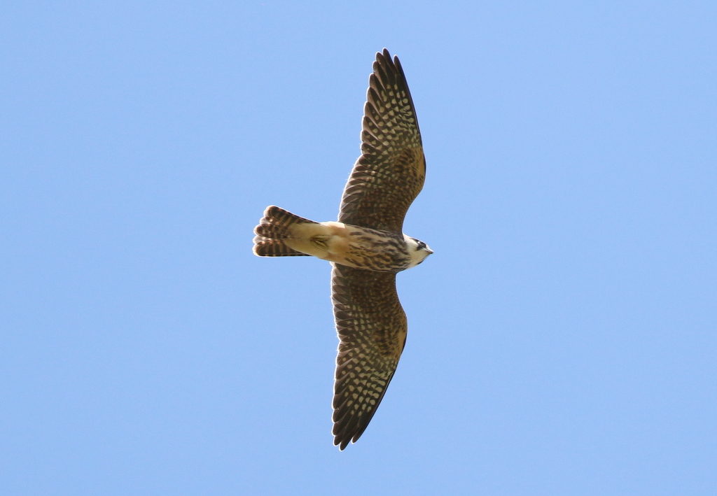 Red-footed Falcon 2