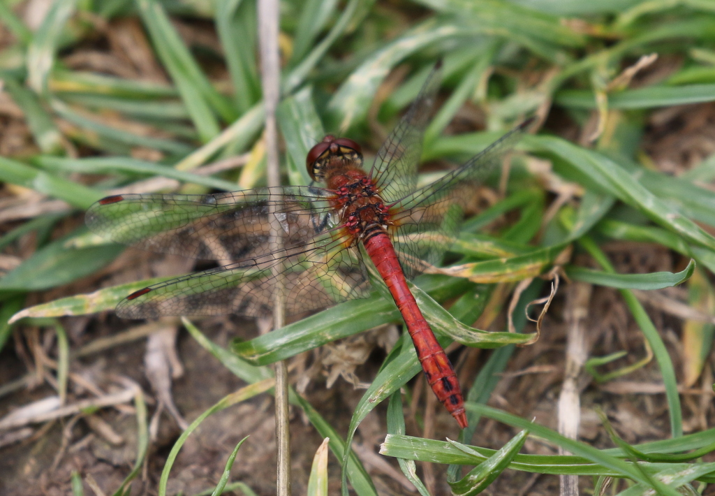 Ruddy Darter