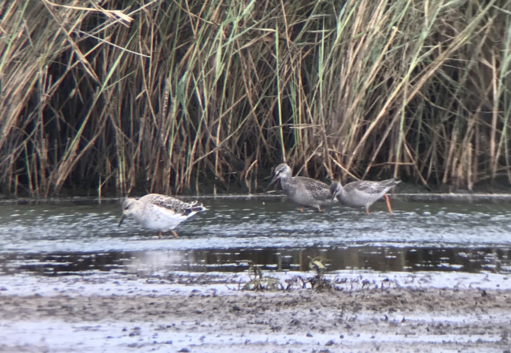 Spotted Redshanks