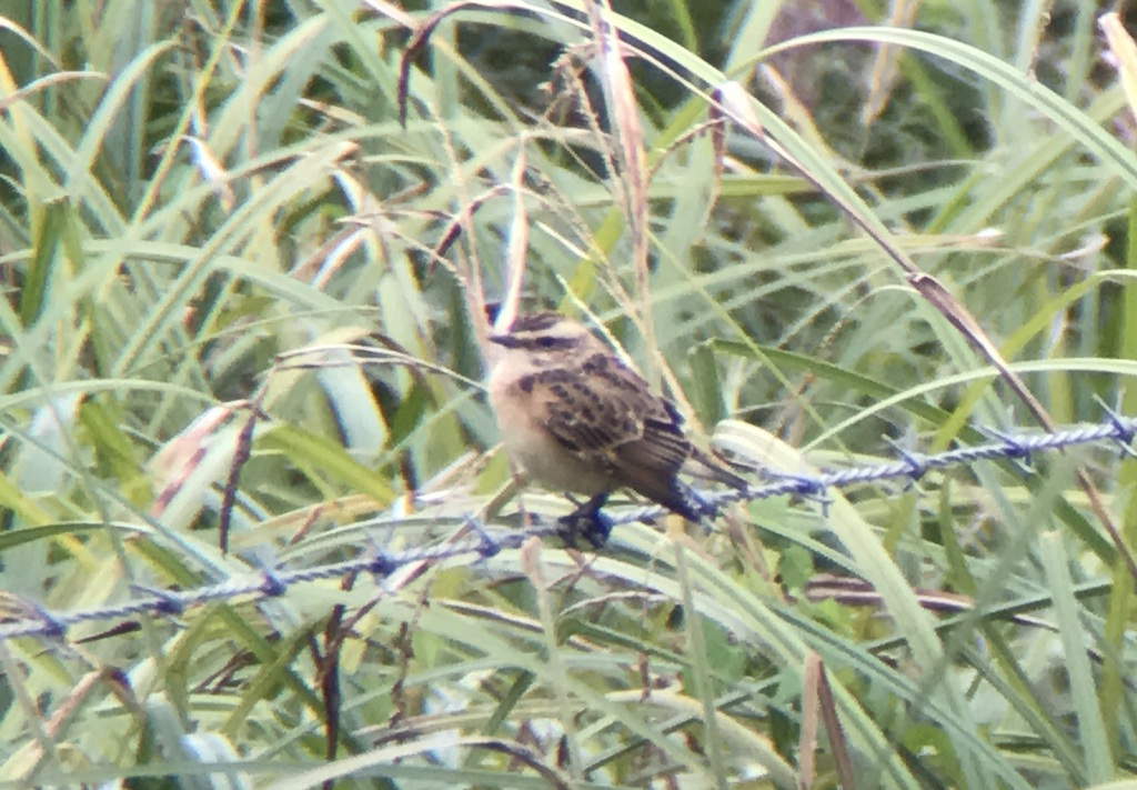 Whinchat