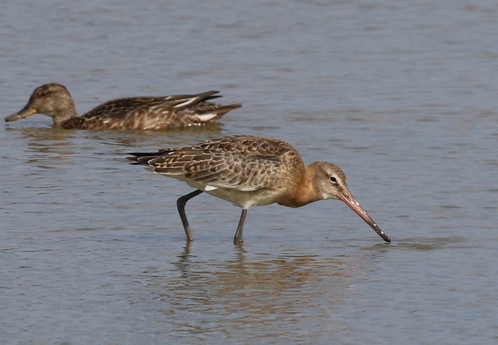 Black-tailed Godwit