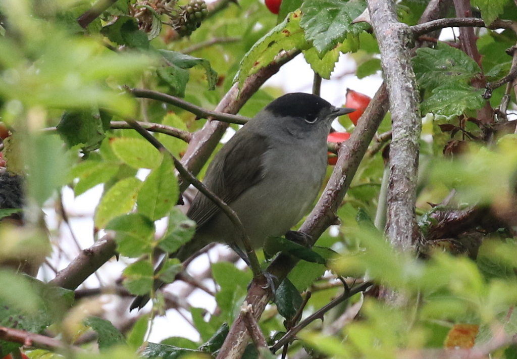 Blackcap