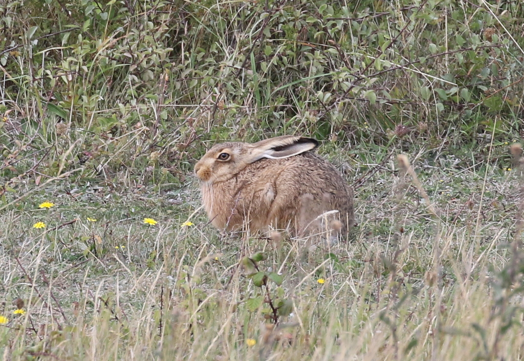 Brown Hare