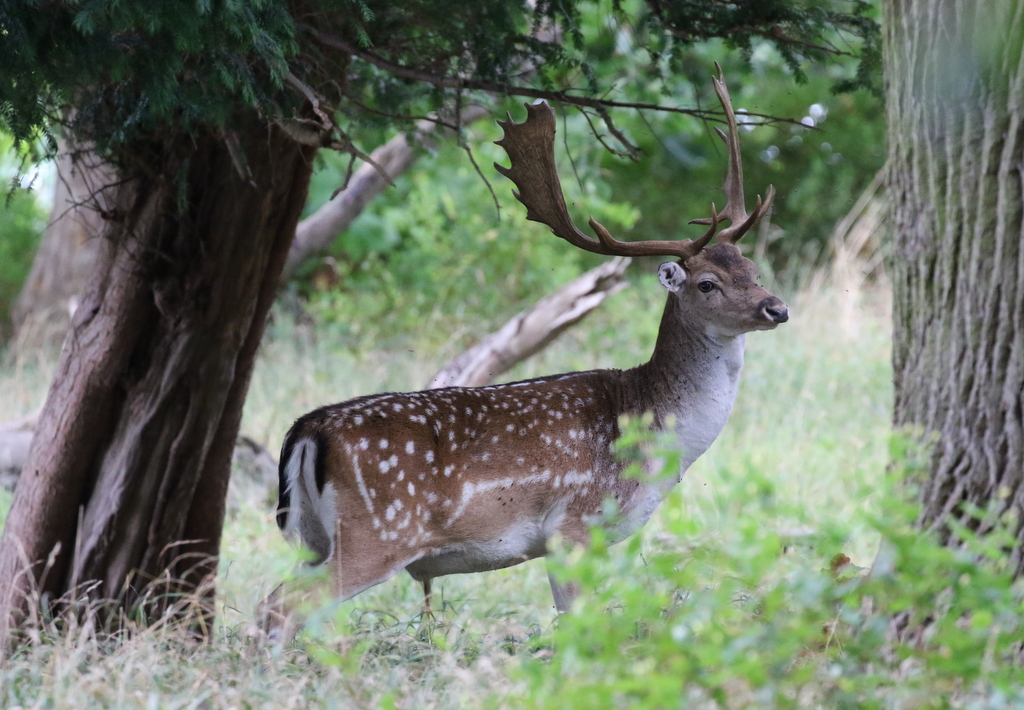 Fallow Deer