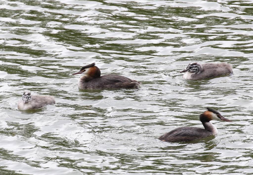 Great Crested Grebes