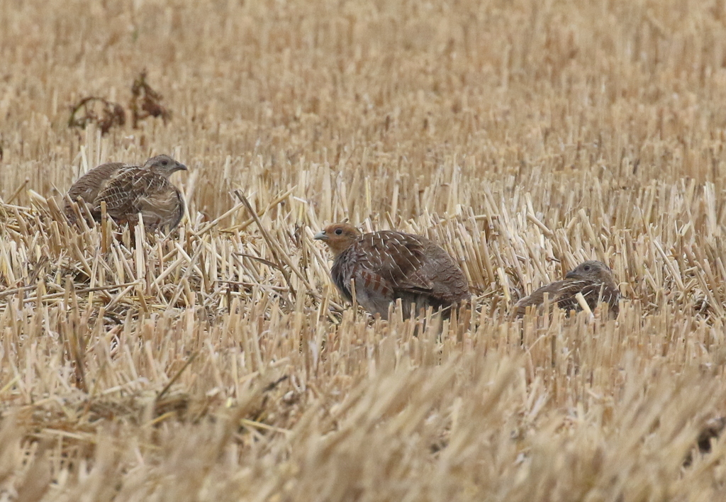 Grey Partridge