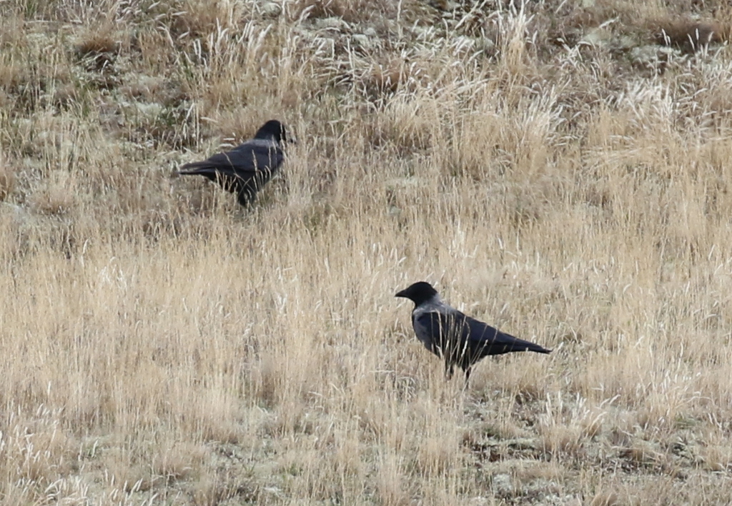 Hooded Crow hybrids