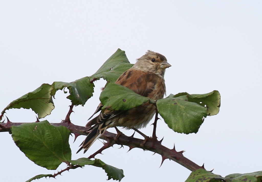 Linnet