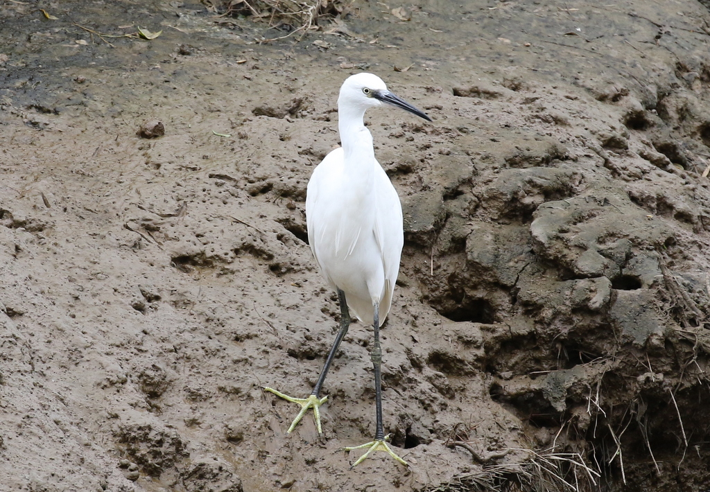 Little Egret