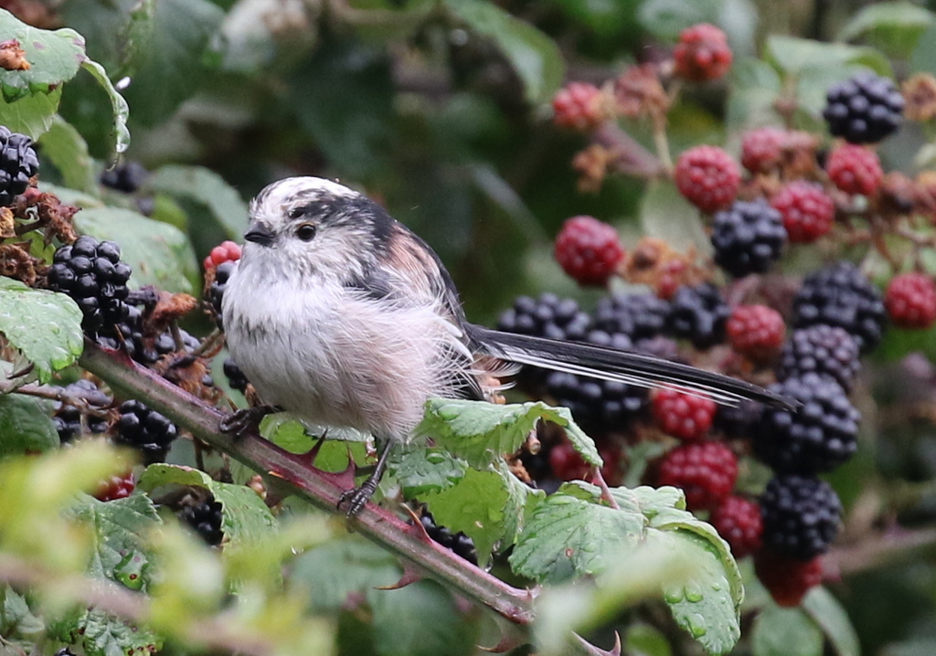 Long-tailed Tit