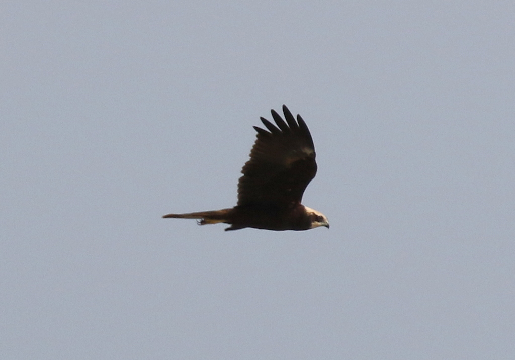 Marsh Harrier