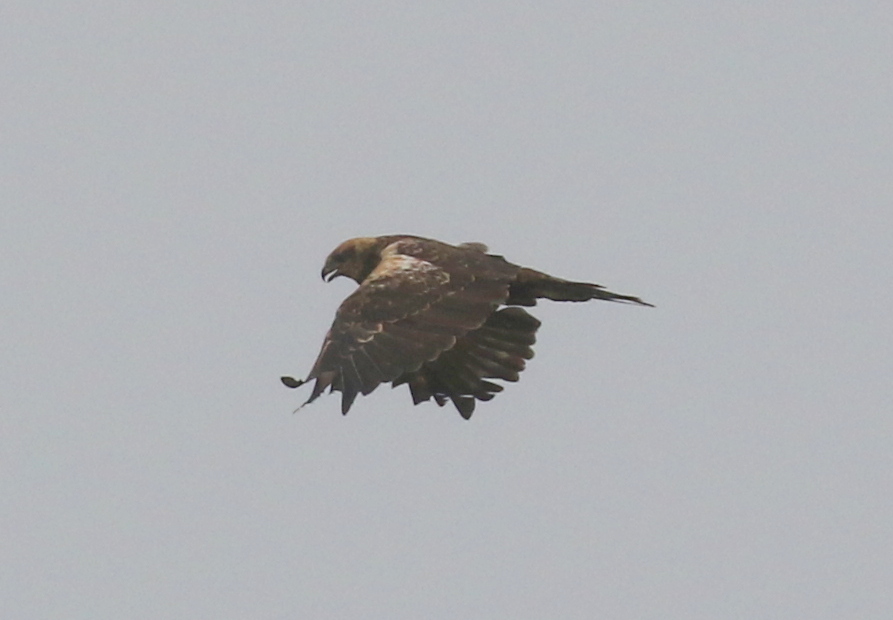 Marsh Harrier