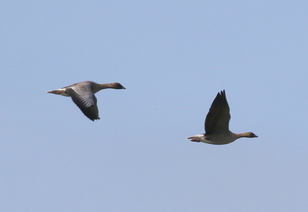 Pink-footed Geese 1