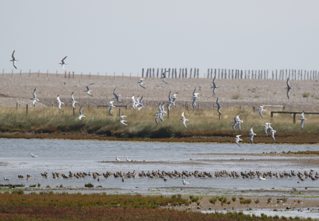 Sandwich Terns