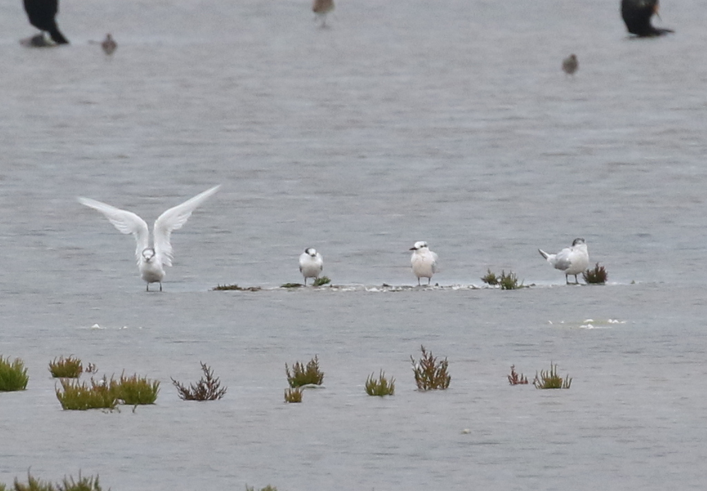 Sandwich Terns