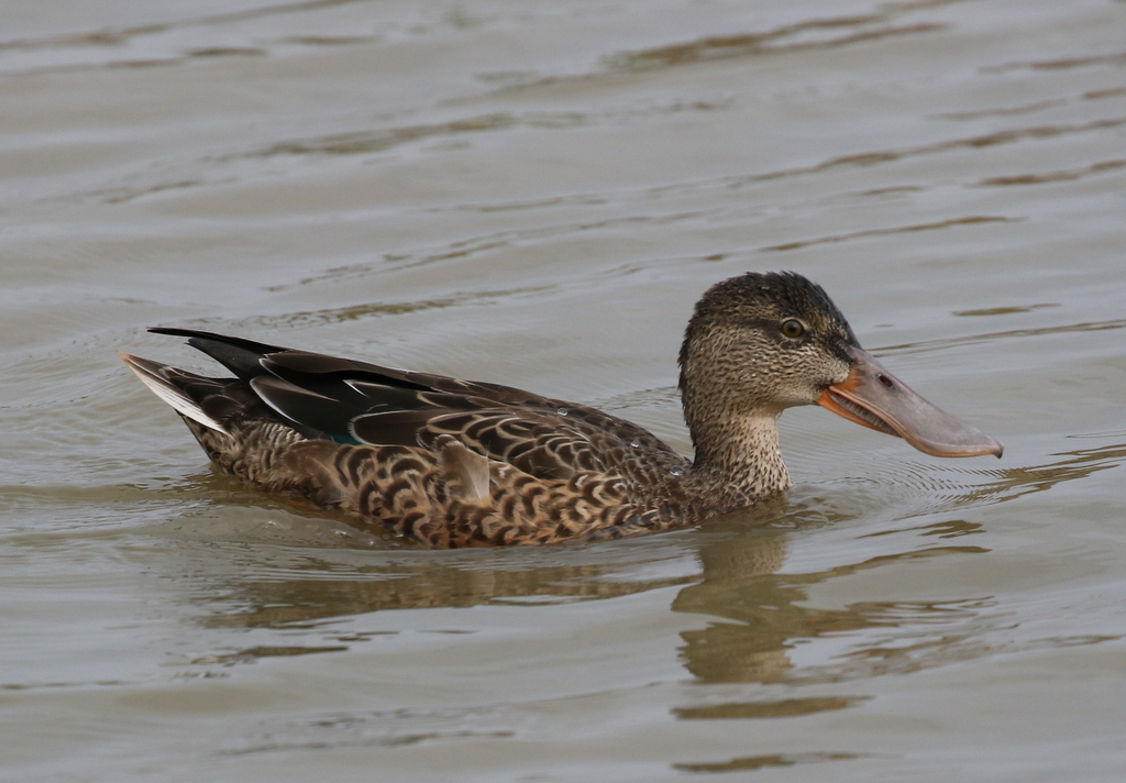 Shoveler