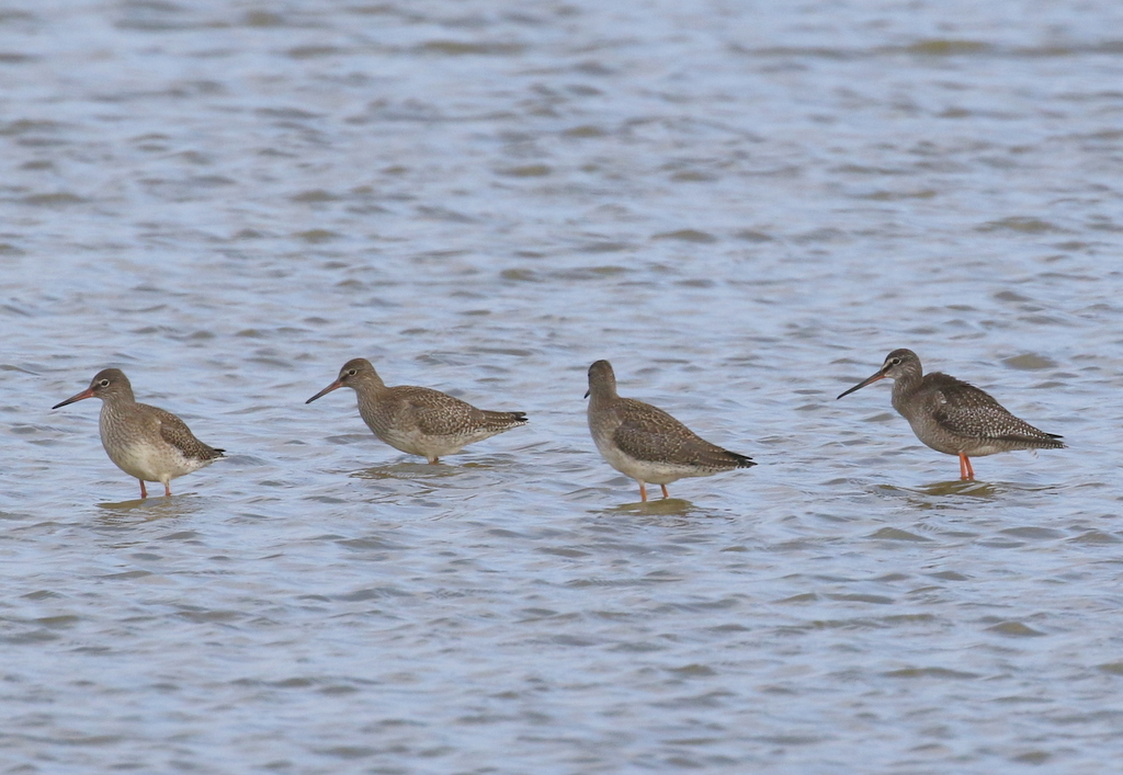 Spotted Redshank