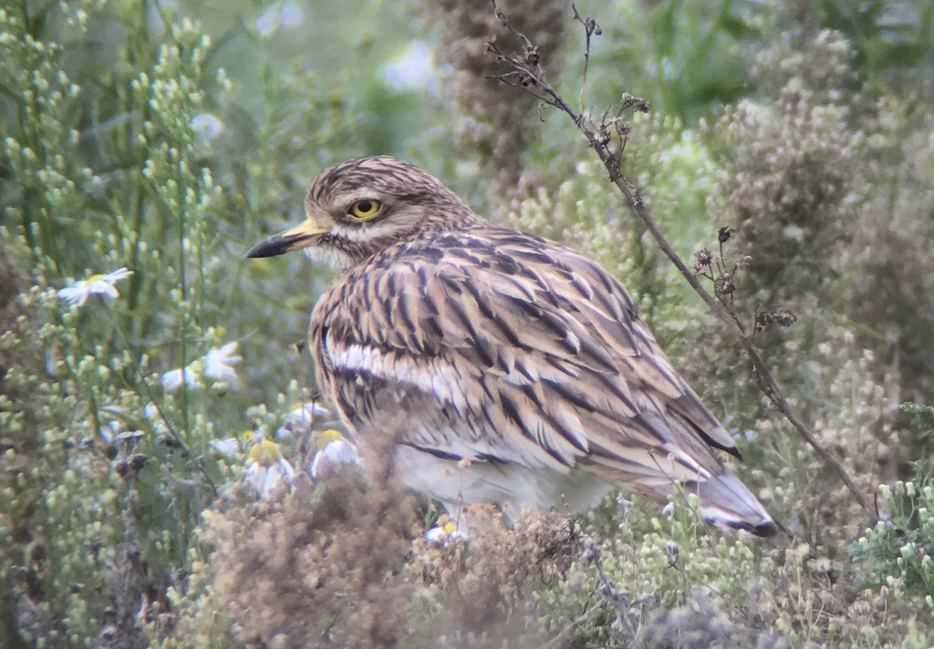 Stone Curlew 2