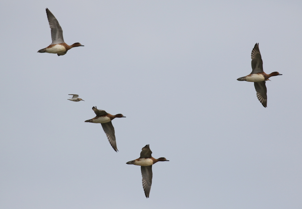 Wigeon and Dunlin