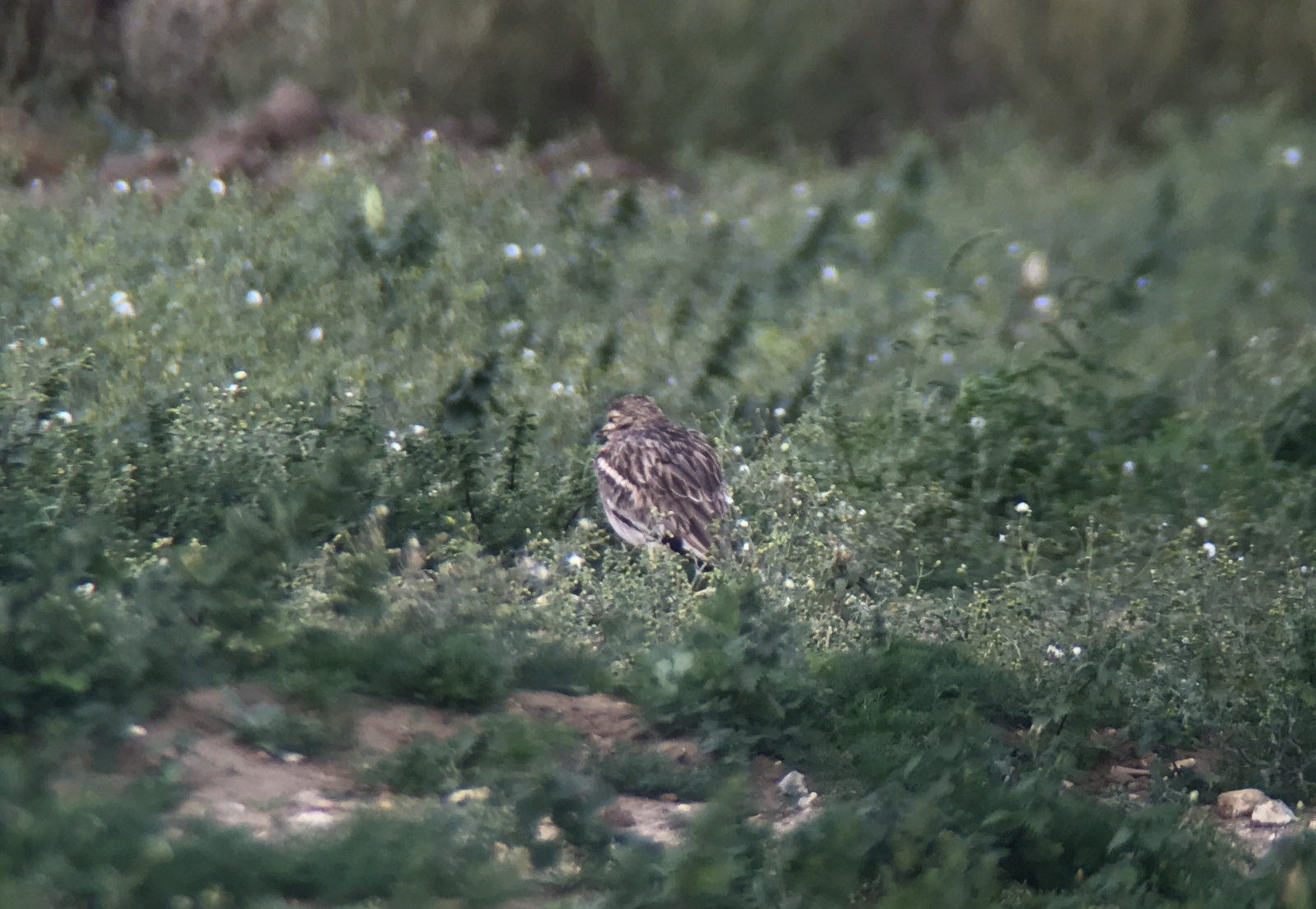 Stone Curlew 1