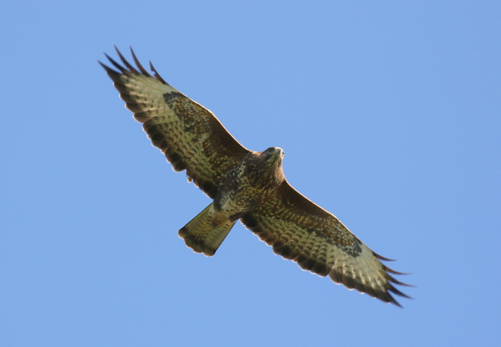 Common Buzzard