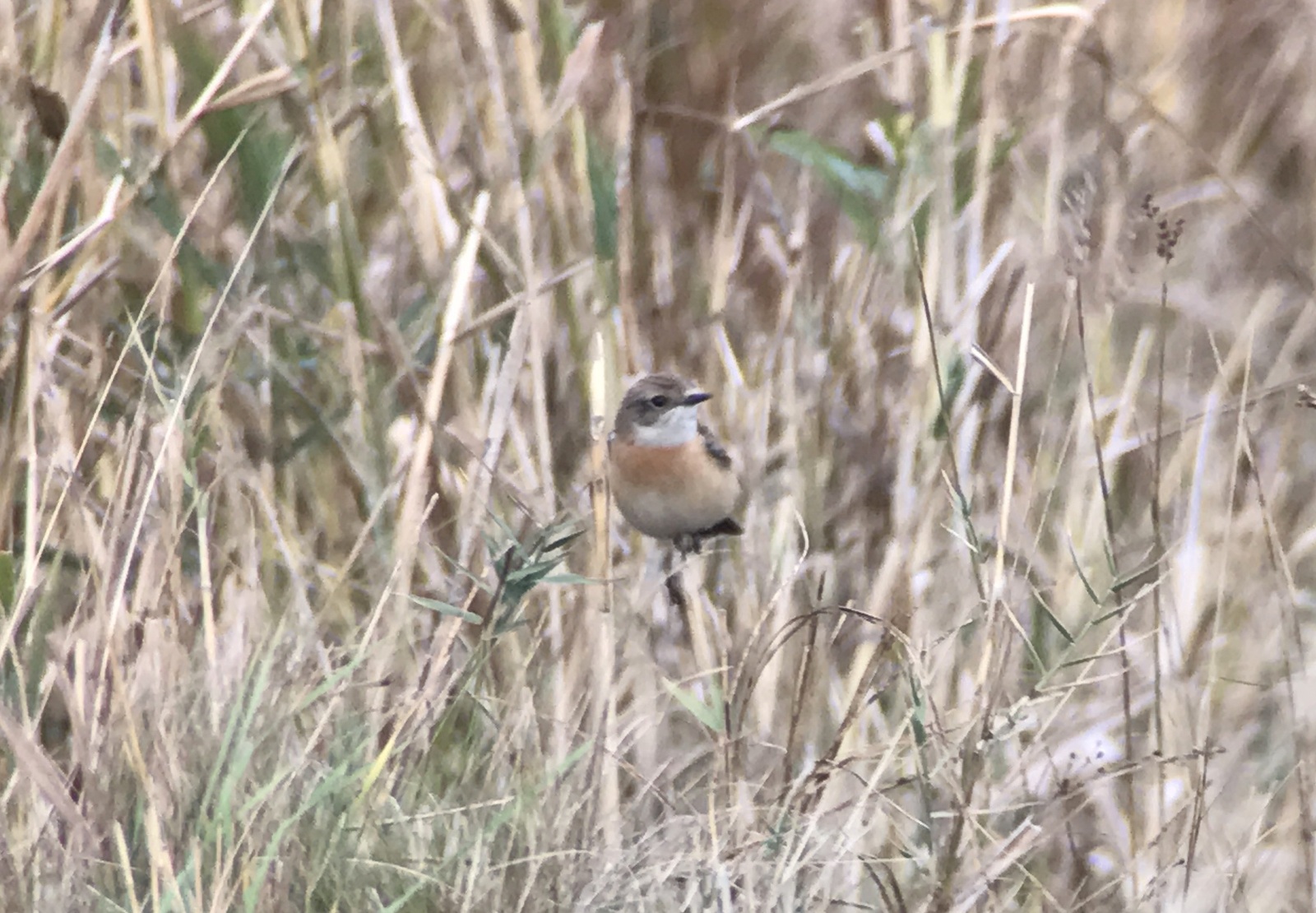 Eastern Stonechat