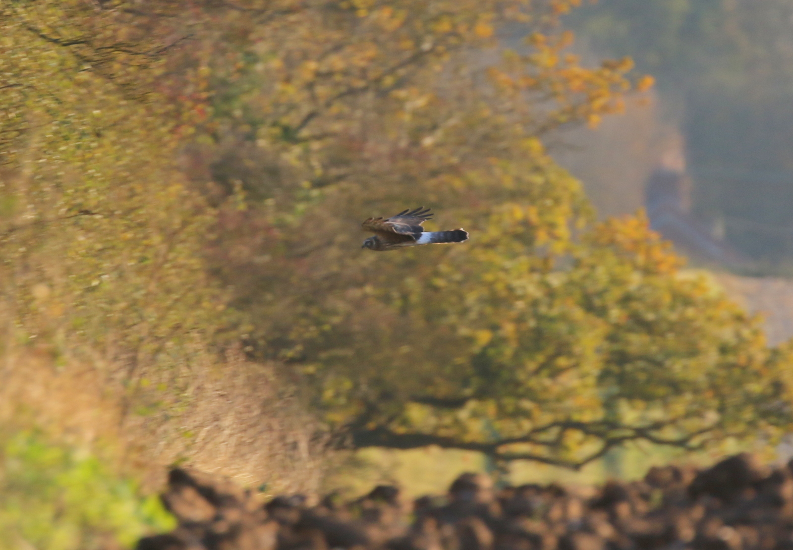 Hen Harrier