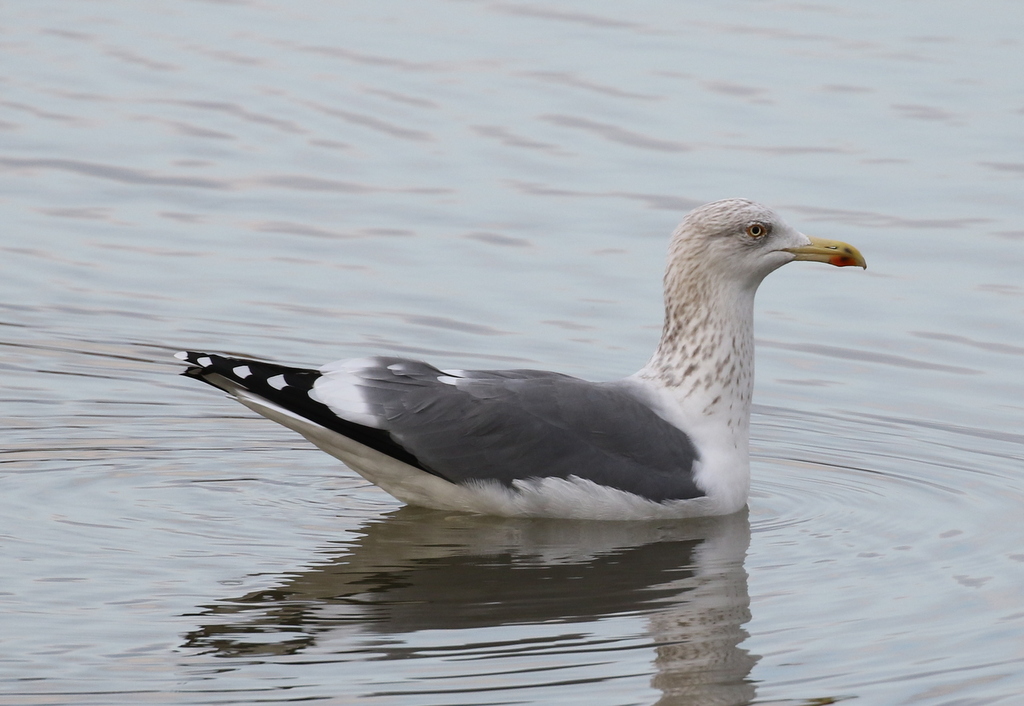 Lesser Black-backed x Herring Gull hybrid