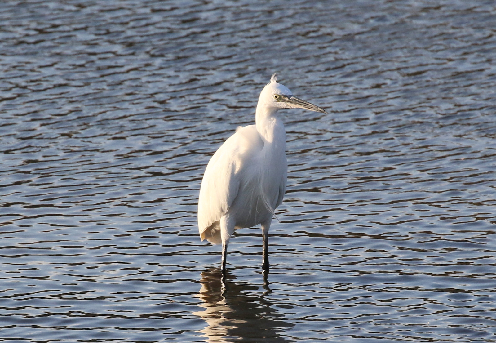 Little Egret