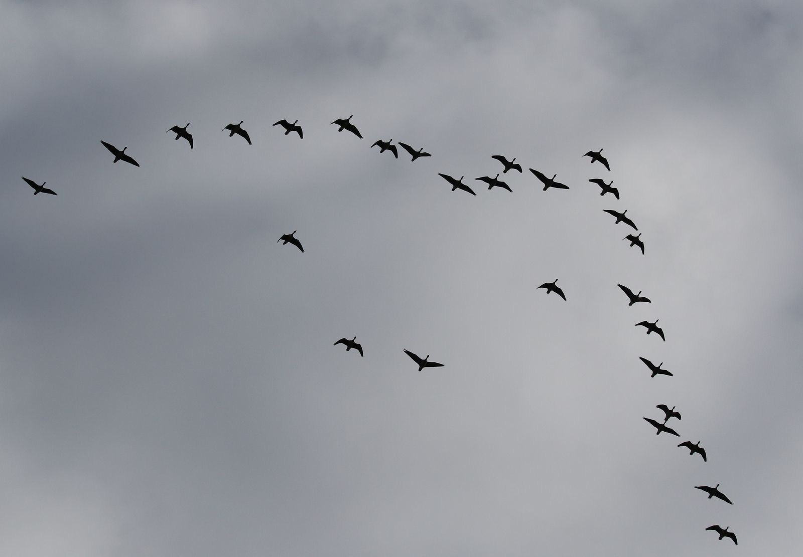 Pink-footed Geese