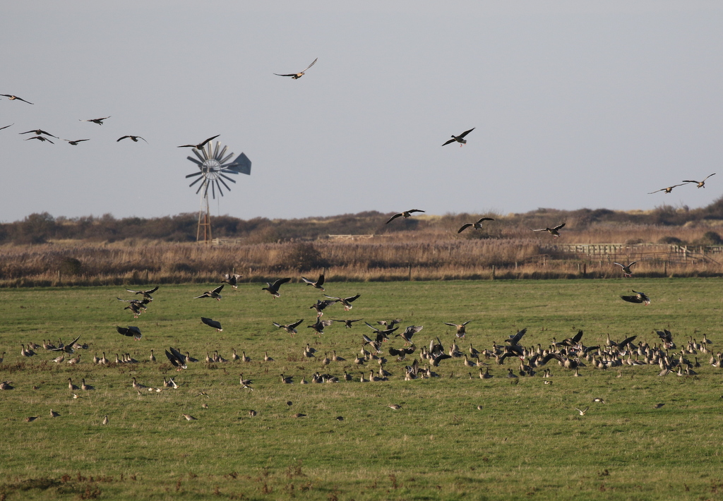 Pink-footed Geese 10