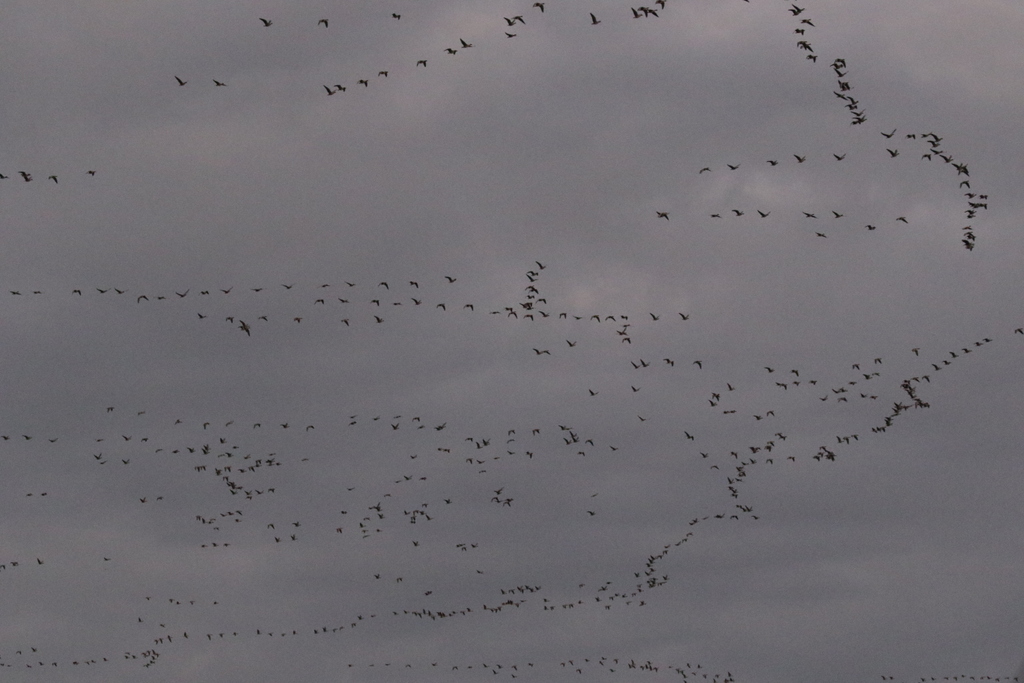 Pink-footed Geese 3