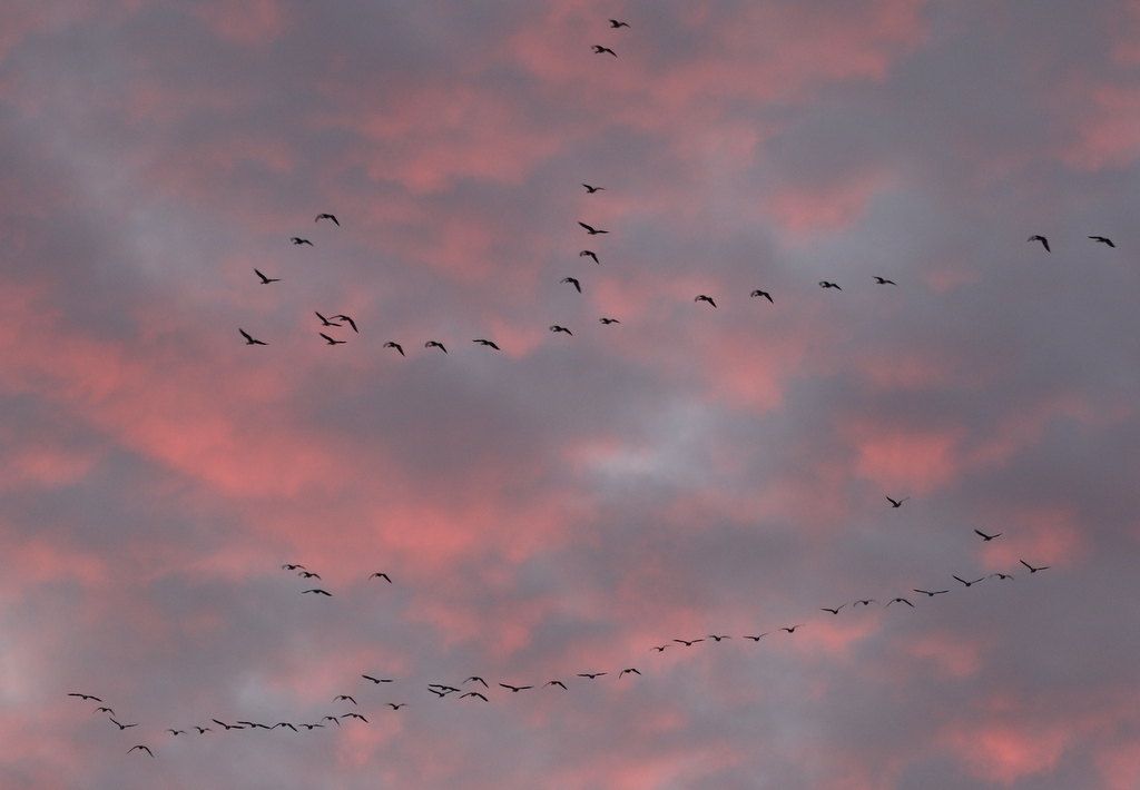 Pink-footed Geese 4