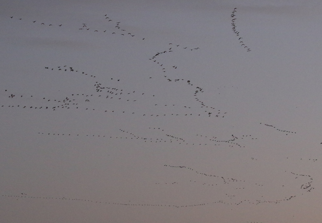 Pink-footed Geese 8